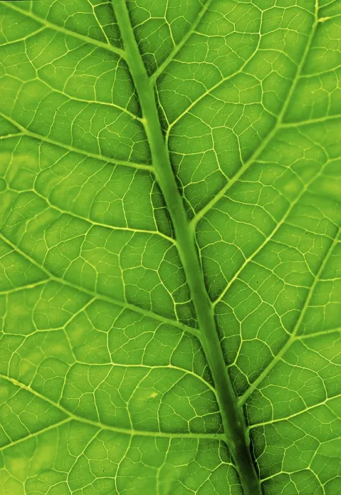 Impresión enmarcada : Eje de la hoja.