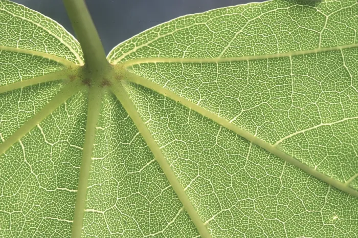 Impresión enmarcada : Estructura de la hoja.