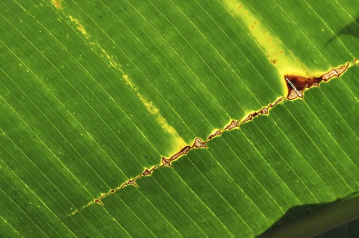 Impresión enmarcada : HOJA, ESTRUCTURA, ESTRUCTURAS DE HOJA