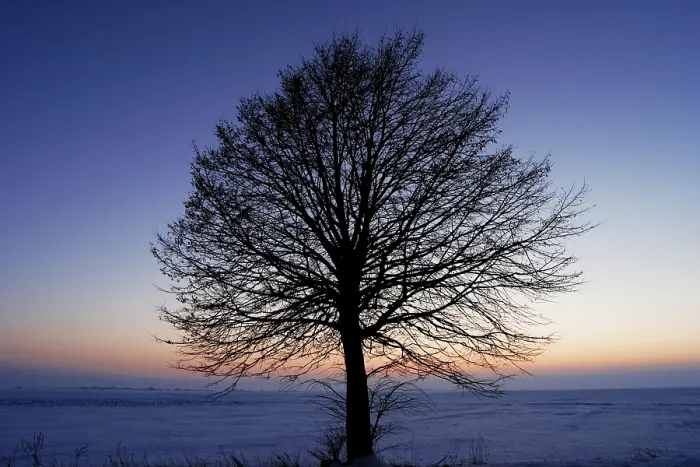 Impresión enmarcada : Arbol desnudo.