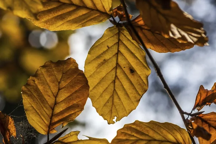 Impresión enmarcada : Leaves
