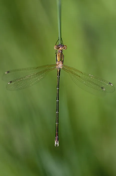Impresión enmarcada : Barbarus de Leste, Migrant Spreadwing. Impresión enmarcada : Barbarus de Leste, Migrant Spreadwing.