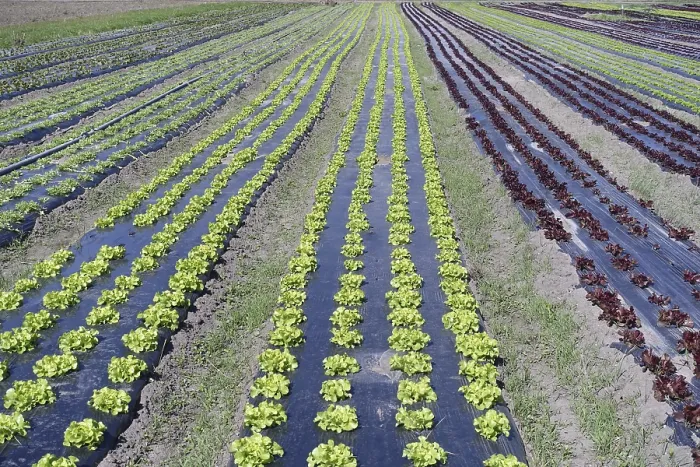 Impresión enmarcada : Lechuga zanahoria. Impresión enmarcada : Lechuga zanahoria.