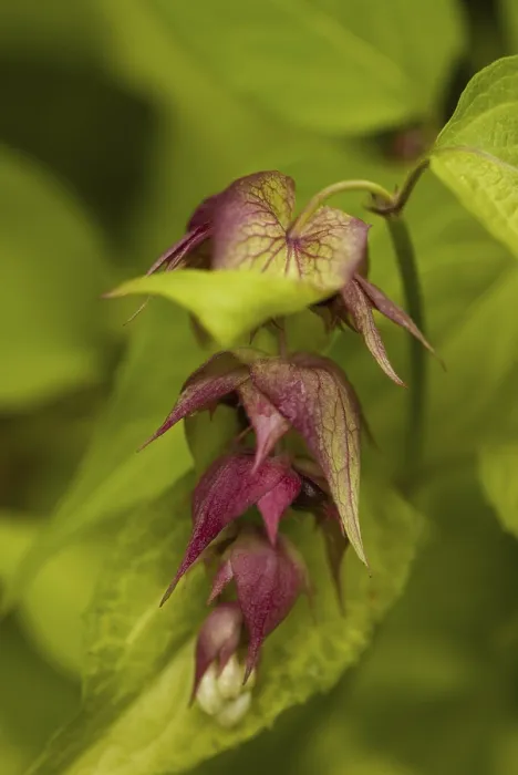Impresión enmarcada : Leycesteria formosa