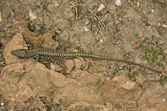 Impresión enmarcada : Lizard