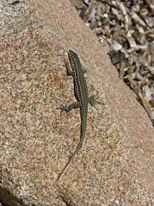 Impresión enmarcada : Lizard Impresión enmarcada : Lizard