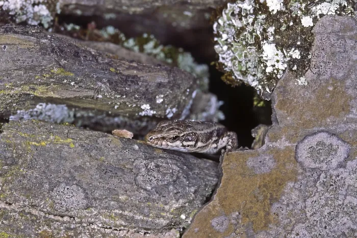 Impresión enmarcada : Lizard