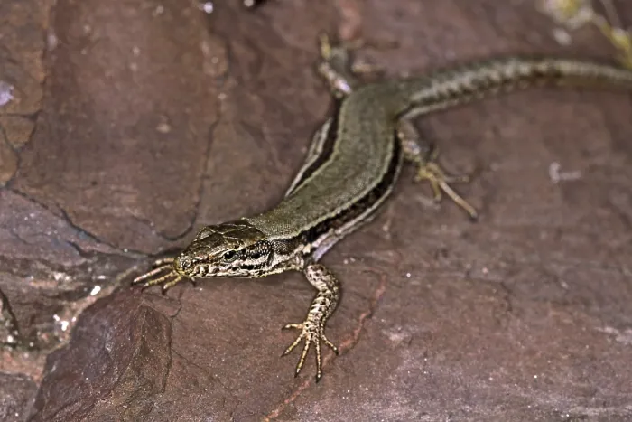 Impresión enmarcada : Lizard Impresión enmarcada : Lizard