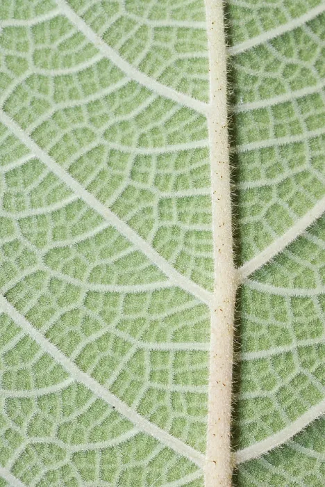 Impresión enmarcada : Macro de una hoja verde