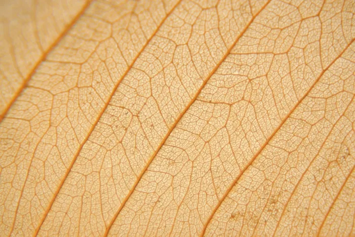 Impresión enmarcada : Textura macro de hoja seca.