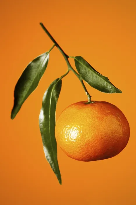 Impresión enmarcada : Mandarin Impresión enmarcada : Mandarin