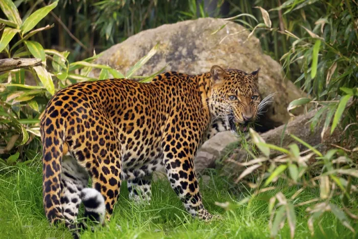 Impresión enmarcada : Jaguar leopard de Mannlicher Panthera pardus melas de Java Impresión enmarcada : Jaguar leopard de Mannlicher Panthera pardus melas de Java