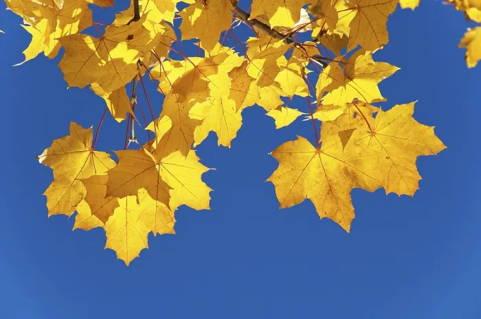 Impresión enmarcada : Hojas de arce en otoño.