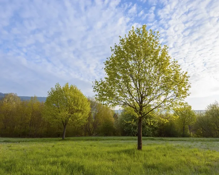 Impresión enmarcada : Arce de maple en primavera, Mondfeld.