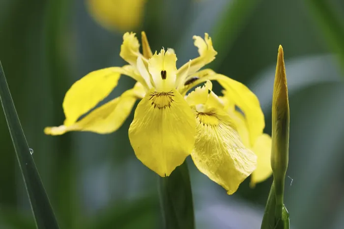 Impresión enmarcada : Iris pseudacorus, Alemania. Impresión enmarcada : Iris pseudacorus, Alemania.