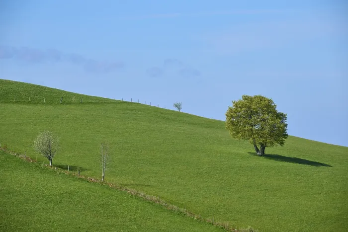 Impresión enmarcada : Pradera con haya en primavera. Impresión enmarcada : Pradera con haya en primavera.