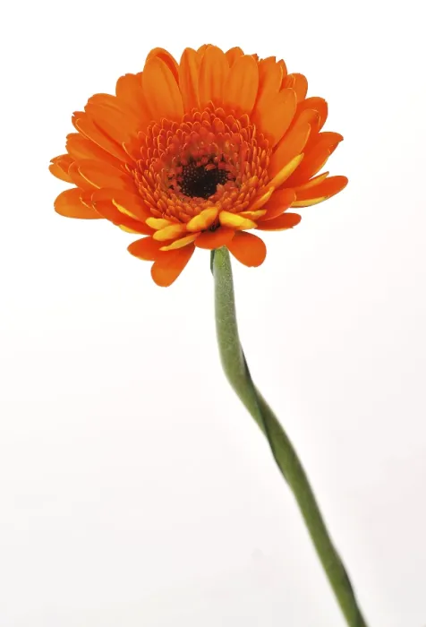 Impresión enmarcada : Mini gerbera.