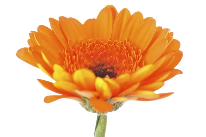 Impresión enmarcada : Mini gerbera. Impresión enmarcada : Mini gerbera.
