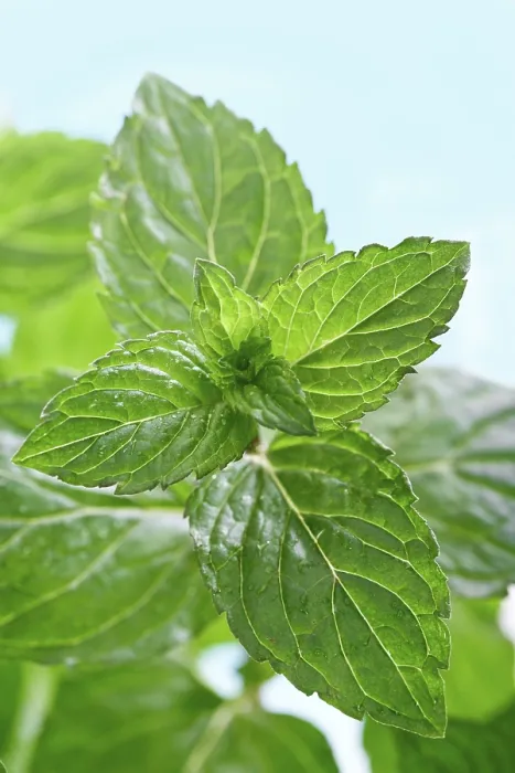 Impresión enmarcada : Mint Impresión enmarcada : Mint