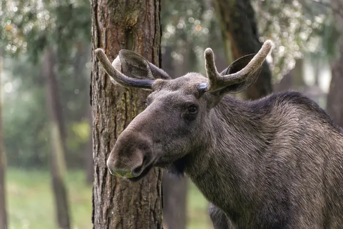 Impresión enmarcada : Moose