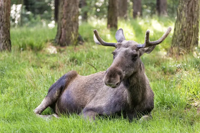 Impresión enmarcada : Moose