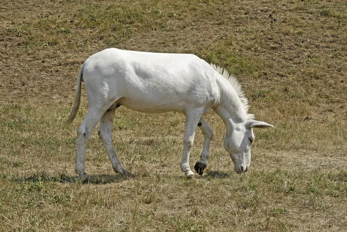 Impresión enmarcada : Mule