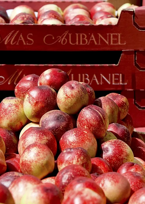 Impresión enmarcada : Nectarines