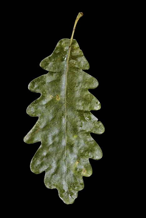 Impresión enmarcada : Hoja de roble. Impresión enmarcada : Hoja de roble.