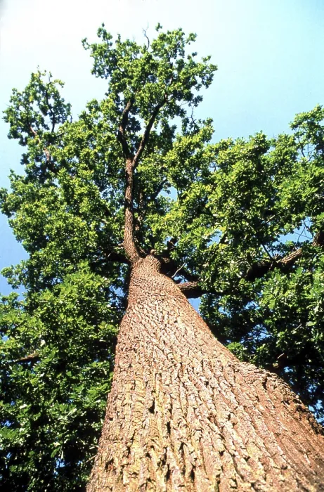 Impresión enmarcada : Arbol de roble. Impresión enmarcada : Arbol de roble.