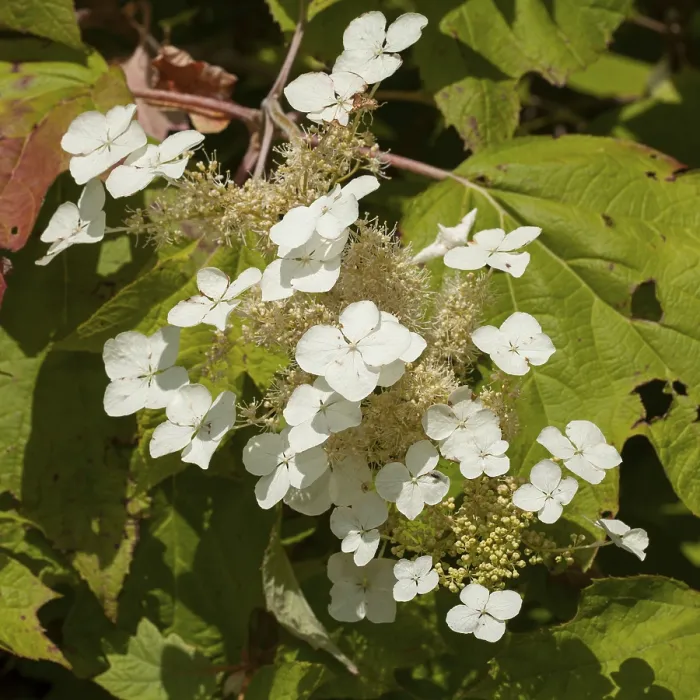 Impresión enmarcada : Hydrangea de hoja de roble (Hydrangea quercifolia) Impresión enmarcada : Hydrangea de hoja de roble (Hydrangea quercifolia)