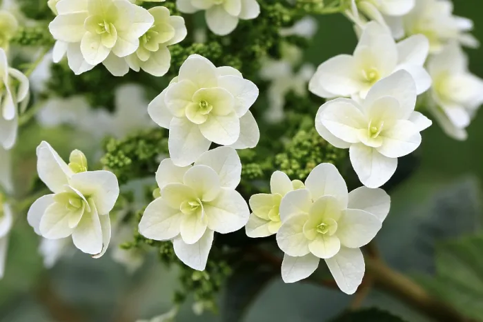 Impresión enmarcada : Hydrangea de hoja de roble (Hydrangea quercifolia).