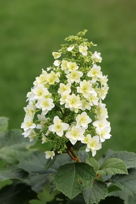 Impresión enmarcada : Hydrangea de hoja de roble (Hydrangea quercifolia)