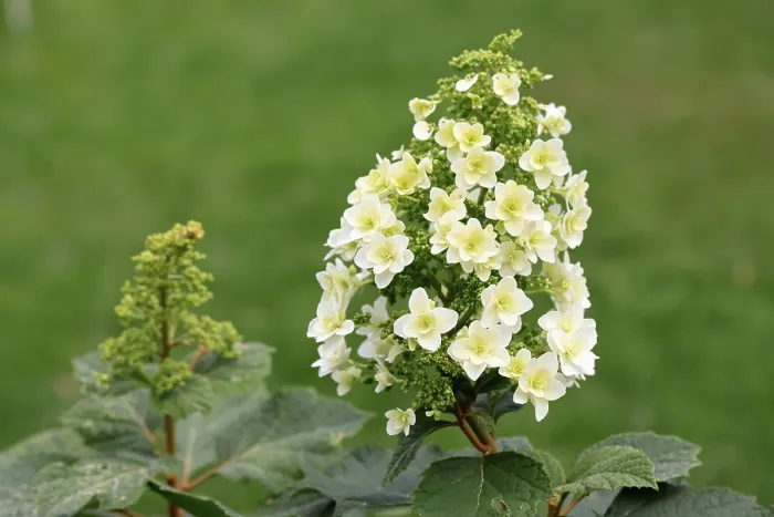 Impresión enmarcada : Hydrangea de hoja de roble (Hydrangea quercifolia) Impresión enmarcada : Hydrangea de hoja de roble (Hydrangea quercifolia)