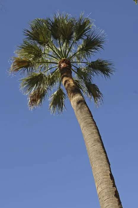 Impresión enmarcada : Palm