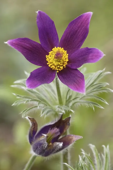 Impresión enmarcada : Flor de pasas. Impresión enmarcada : Flor de pasas.