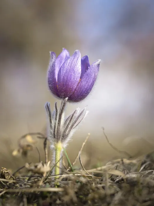 Impresión enmarcada : Flor de pasas en primavera.