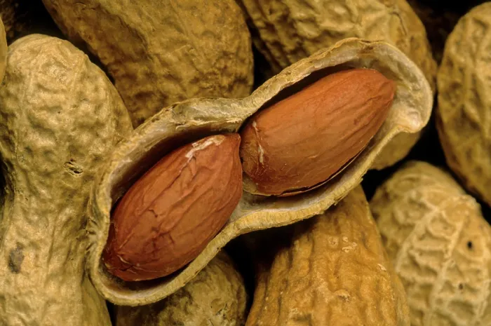 Impresión enmarcada : Peanut