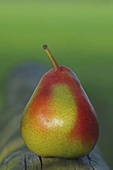 Impresión enmarcada : Pear Impresión enmarcada : Pear