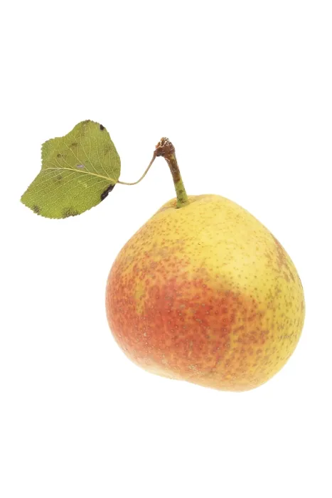 Impresión enmarcada : Pear Impresión enmarcada : Pear