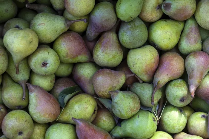 Impresión enmarcada : Peras (Pyrus) Impresión enmarcada : Peras (Pyrus)