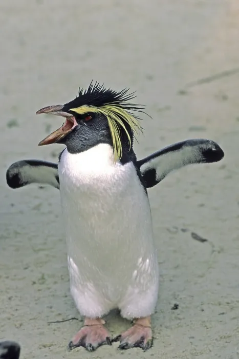 Impresión enmarcada : Penguin