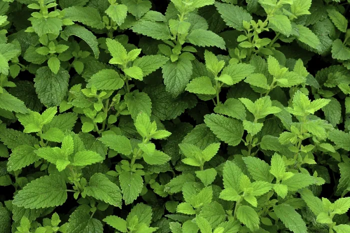 Impresión enmarcada : Menta de pimienta, Alemania. Impresión enmarcada : Menta de pimienta, Alemania.