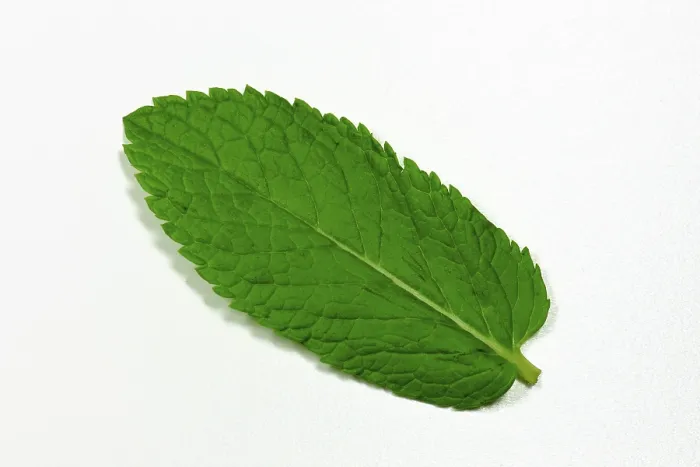 Impresión enmarcada : Hoja de menta picante Impresión enmarcada : Hoja de menta picante