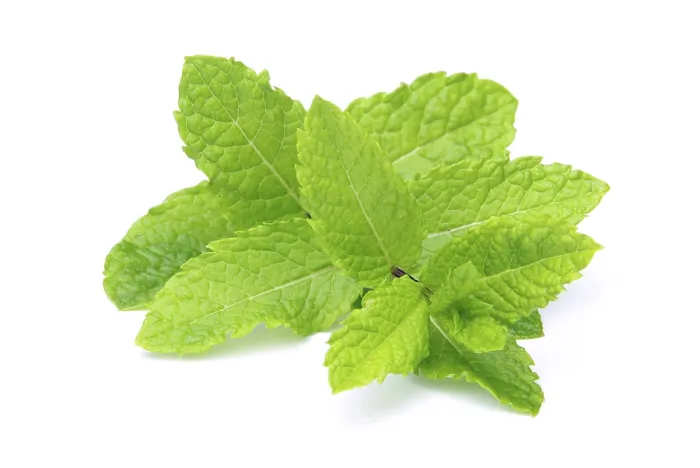 Impresión enmarcada : Pimienta de menta, pimienta de menta.