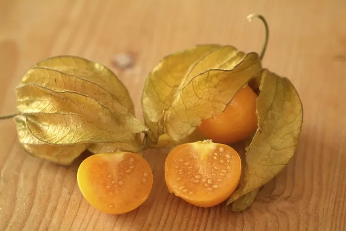 Impresión enmarcada : Physalis Impresión enmarcada : Physalis