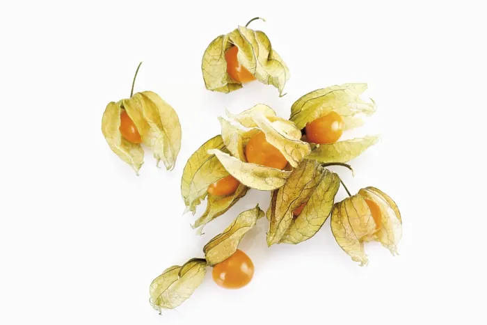 Impresión enmarcada : Physalis