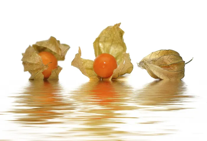 Impresión enmarcada : Tres Physalis (Physalis).