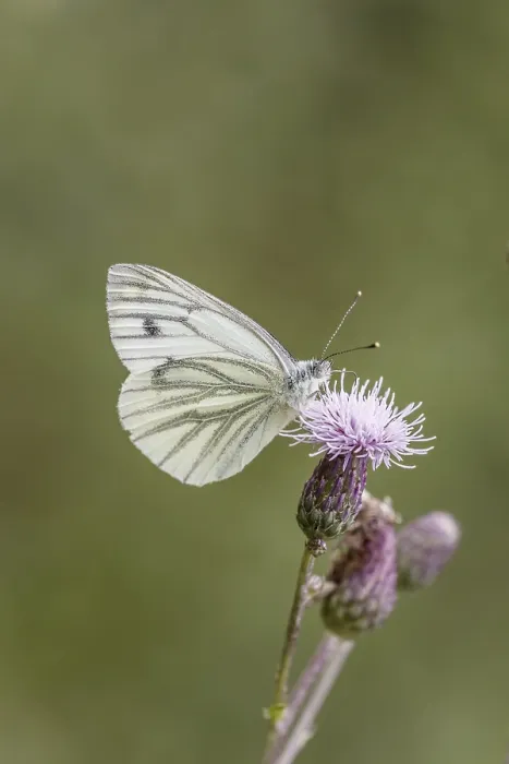 Impresión enmarcada : Pieris napi, RapsweiBling