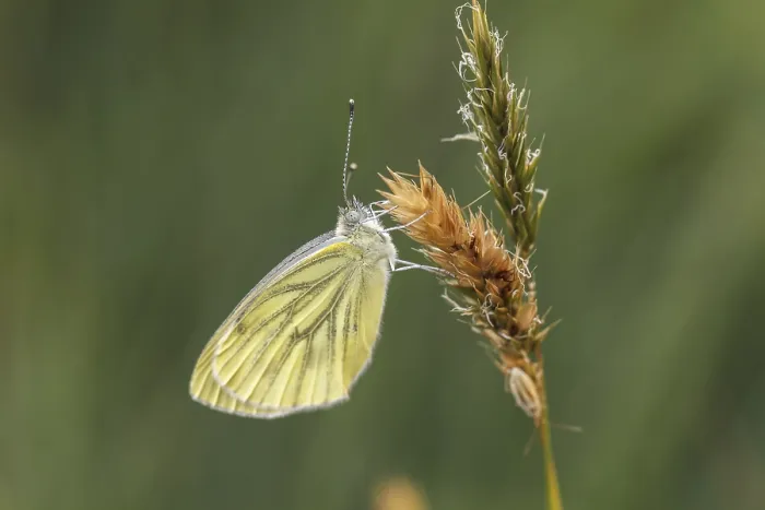 Impresión enmarcada : Pieris napi, RapsweiBling Impresión enmarcada : Pieris napi, RapsweiBling