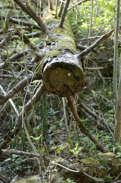 Impresión enmarcada : Polilla de pino. Impresión enmarcada : Polilla de pino.